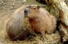Capybaras.jpg