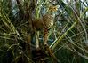 Cheetah_perched_on_branch___________.jpg