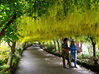 Couple_in_Laburnum_Arch.jpg