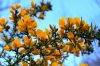 Gorse.jpg