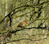 Robin_amongst_foliage-001.jpg