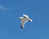 Seagull_in_flight_.jpg