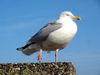 Seagull_with_fishing_line_around_leg~0.jpg