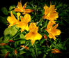 Yellow_flowers_Vignette.jpg
