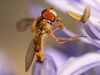Hoverfly.jpg