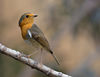 Robin_1A_281_of_129.jpg
