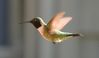 hummingbird_001.jpg