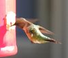 hummingbird_002.jpg