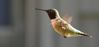 hummingbird_003.jpg