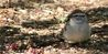 sparrows_002.jpg