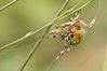 ARANEUS_QUADRATUS___natural_light___2.jpg