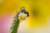 DEWDROP_PRIMULA__FULLY__FROZEN___3.jpg