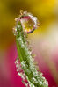 DEWDROP_PRIMULA__FULLY__FROZEN___4.jpg