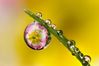 DEWDROP_PRIMULA__HALF__FROZEN___2.jpg