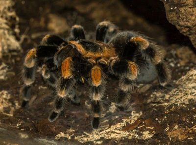 Click to view full size image