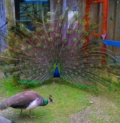 Click to view full size image