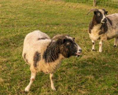 Click to view full size image