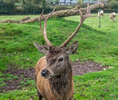 Click to view full size image