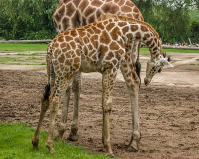 Click to view full size image