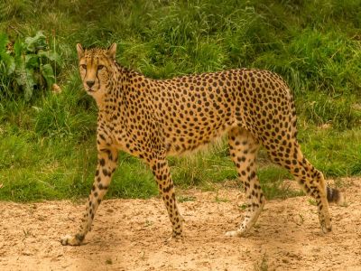 Click to view full size image