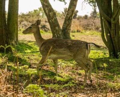 Click to view full size image