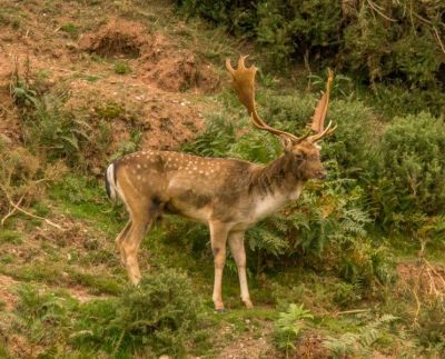 Click to view full size image