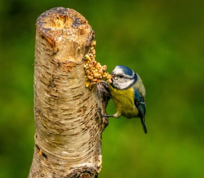 Click to view full size image