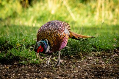 Click to view full size image