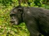 Chimpanzee