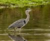 Grey heron 