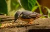 Nuthatch