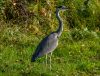 Grey heron