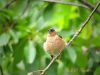 Chaffinch.jpg