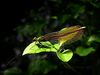 Damselfly1.jpg