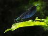 Damselfly2.jpg