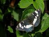 SouthernWhiteAdmiral.jpg