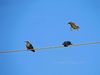 Starlings.jpg