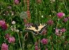 Swallowtail57.jpg