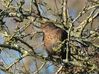 ThrushS.jpg