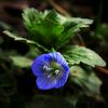 Veronica_persica.jpg