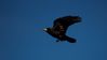 As_the_crow_flies_28Large29.JPG
