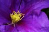 Clematis_2_28Large29.JPG