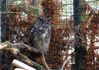 Eagle_Owl_28Large29.jpg