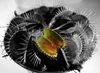 Fly_Trap_28Large29.jpg