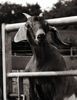 Goaty_28Large29.jpg