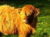 Heilan_Coo_28Large29.jpg