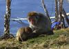 Snow_Monkey_28Large29.jpg