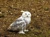 Snowy_Owl_28Large29.jpg