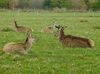 deer_2_28Large29.jpg
