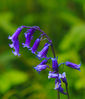 Bluebells_small~0.jpg